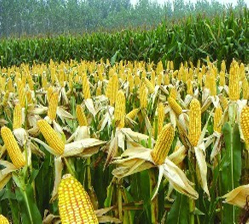 中国13年来首次减少玉米种植面积