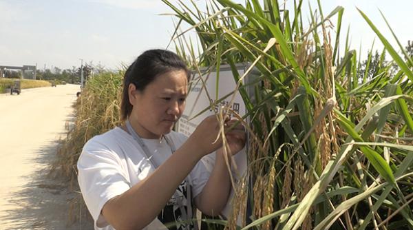 袁隆平“海水稻”今日测产 未来在2.8亿亩盐碱地推广