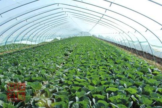 山东菏泽：太空蔬菜大棚撑起一条扶贫产业链
