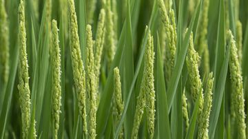 我国科研院所与国际水稻研究所加强合作推动水稻品种改良