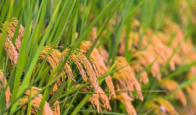 研究发现调控基因可提高水稻抗病性