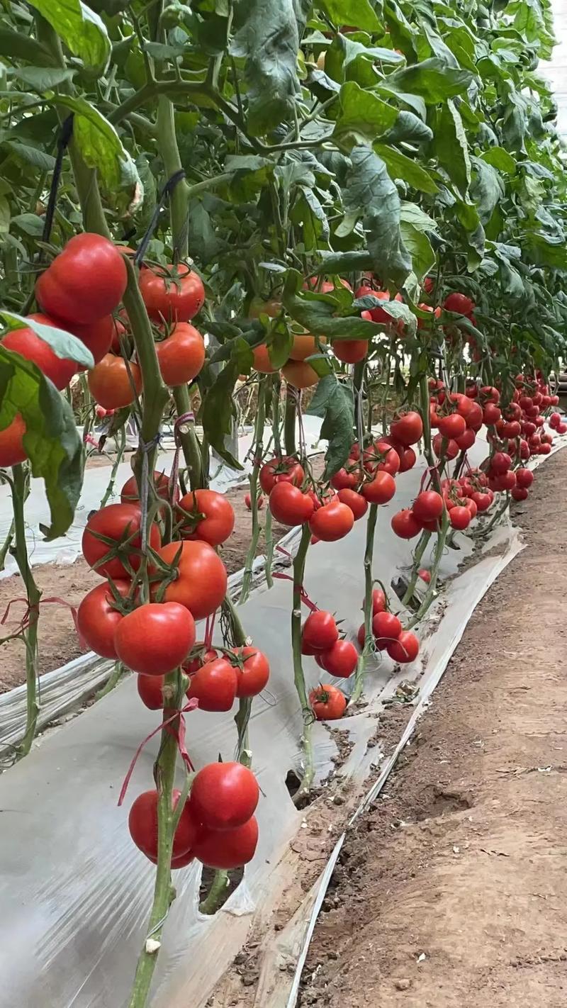山东寿光113个番茄品种背后的科技含量