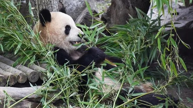 中国与西班牙开启新一轮大熊猫保护合作研究