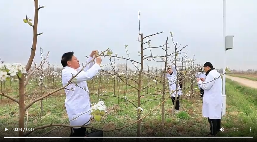 聊城市冠县：科技育种助推酥梨产业发展