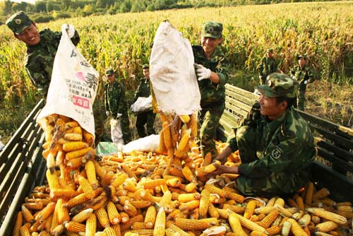 中国玉米亩产纪录刷新，高产示范田最高亩产达1517公斤